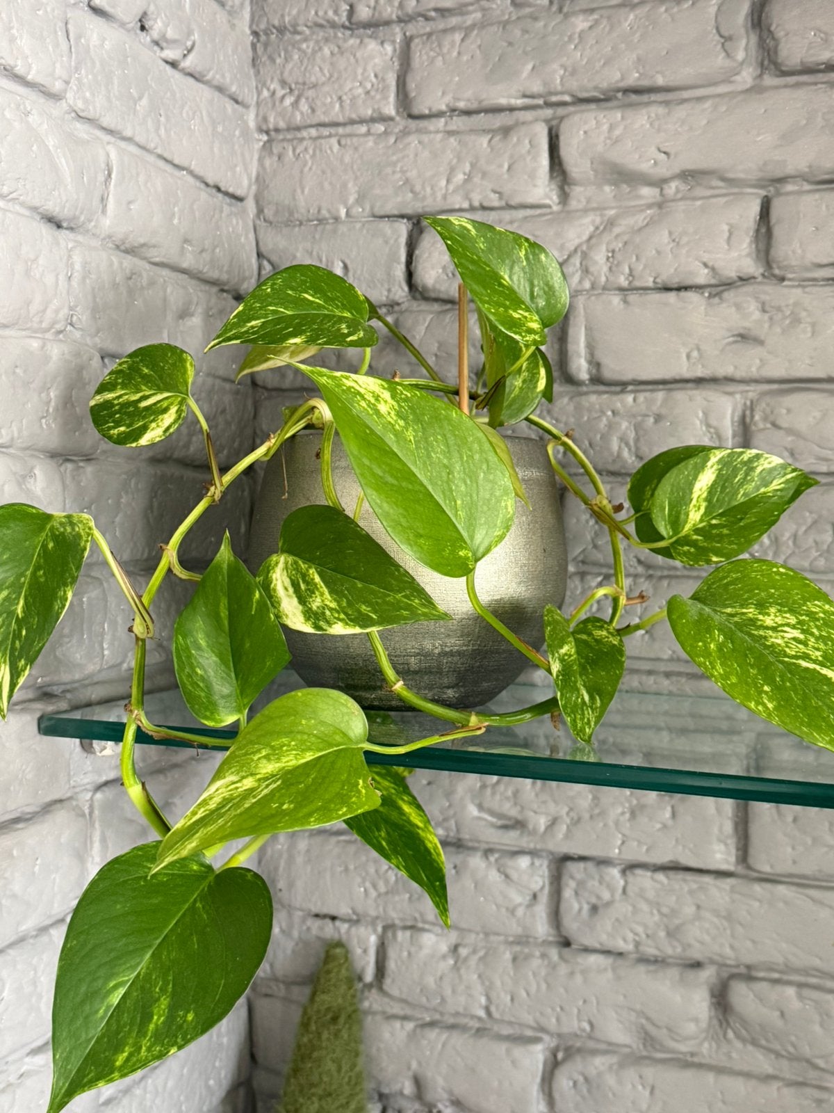 Kamerplant, Ophalen, Halfschaduw, Minder dan 100 cm