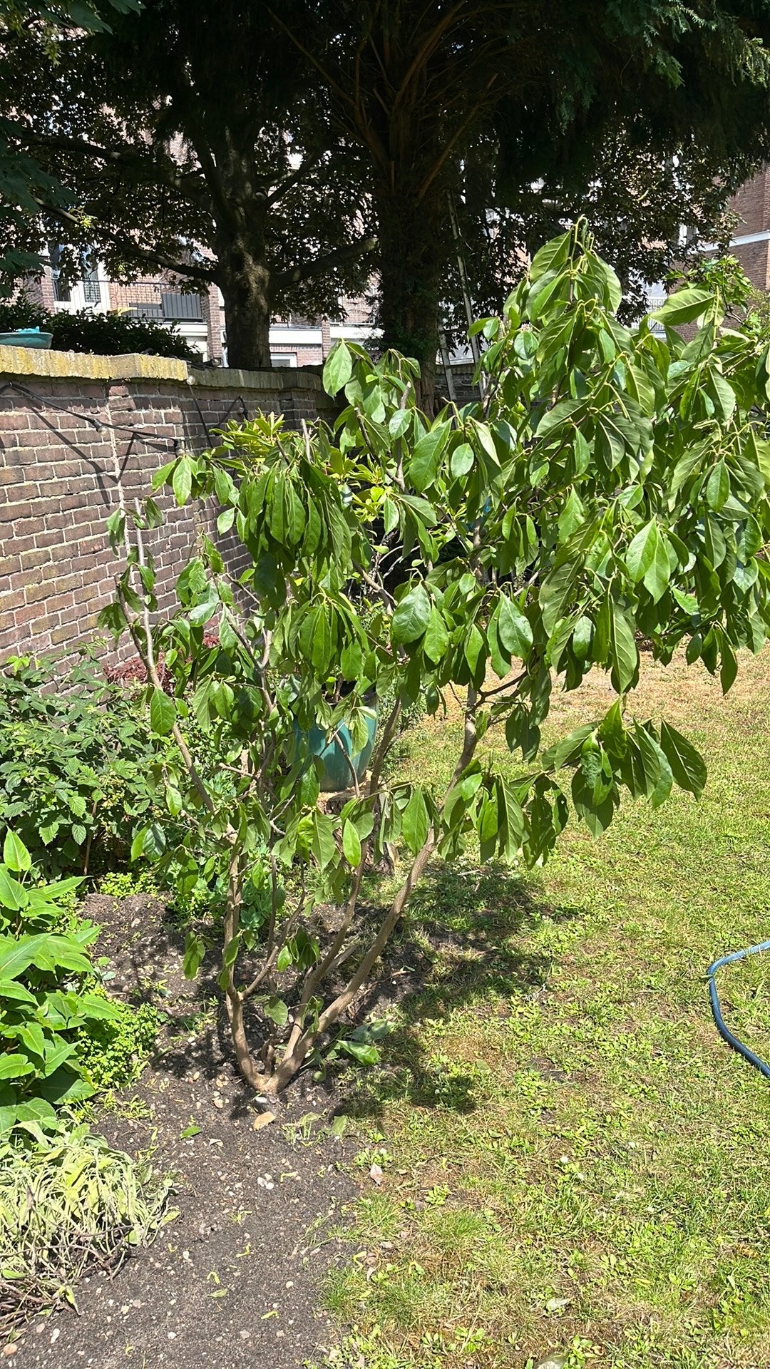 Magnolia, Ophalen of Verzenden, Overige soorten, Volle zon
