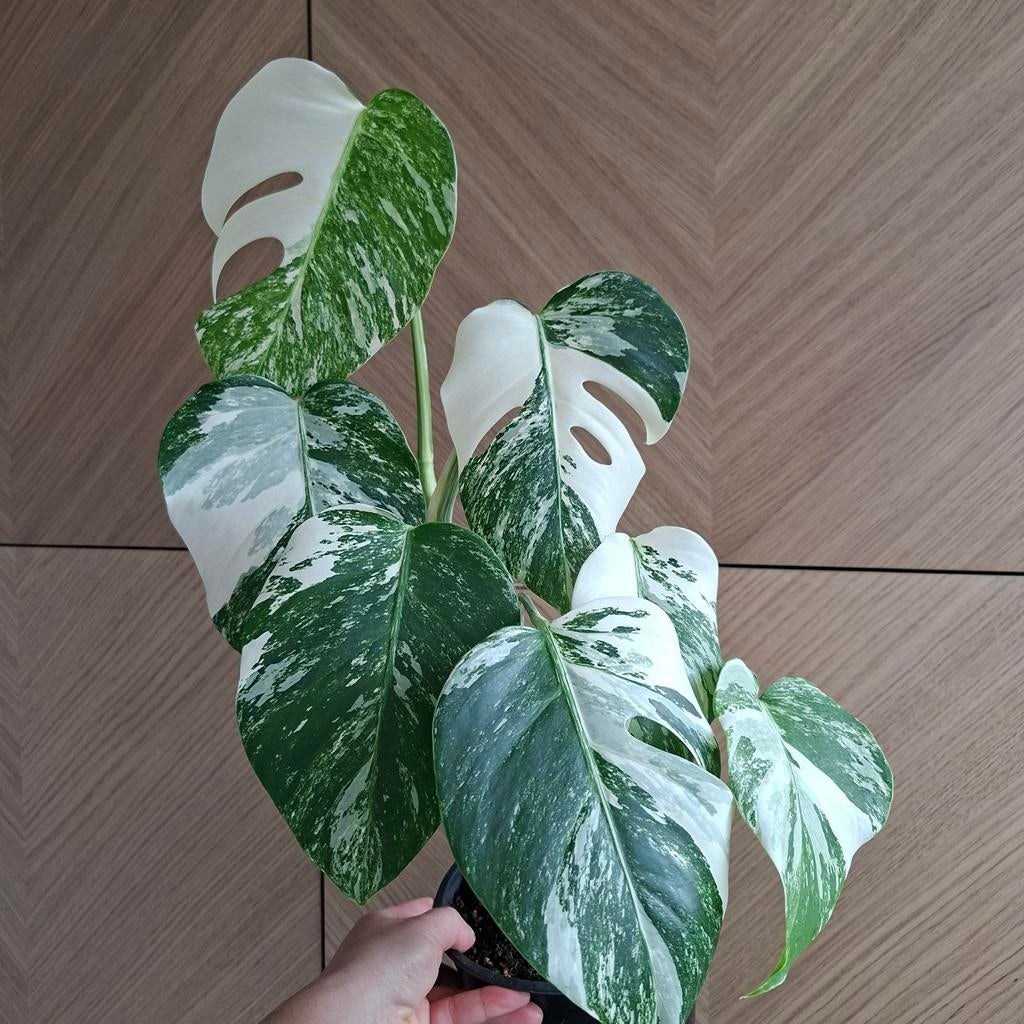 Monstera albo variegata plant, Huis en Inrichting, Kamerplanten, Ophalen of Verzenden, Halfschaduw, Minder dan 100 cm