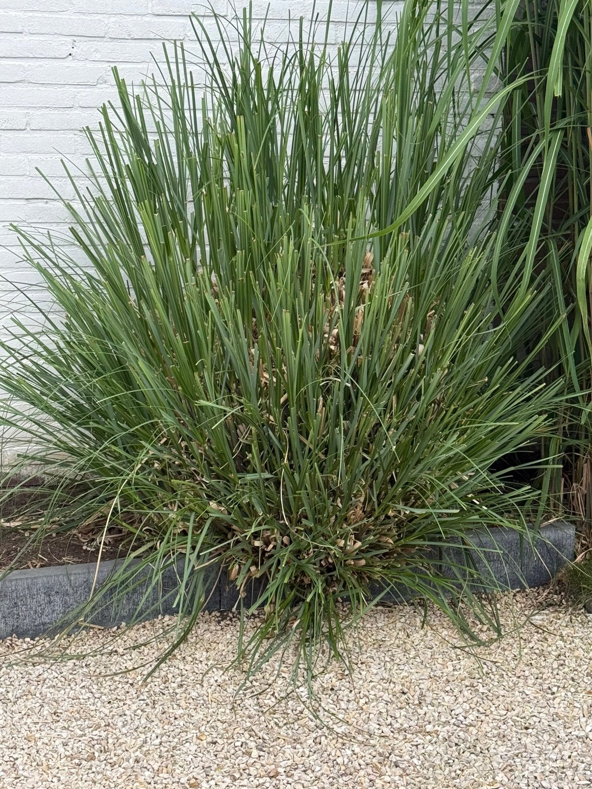 Gratis vingergras plant af te halen, Tuin en Terras, Planten | Tuinplanten, Ophalen, Overige soorten, Volle zon