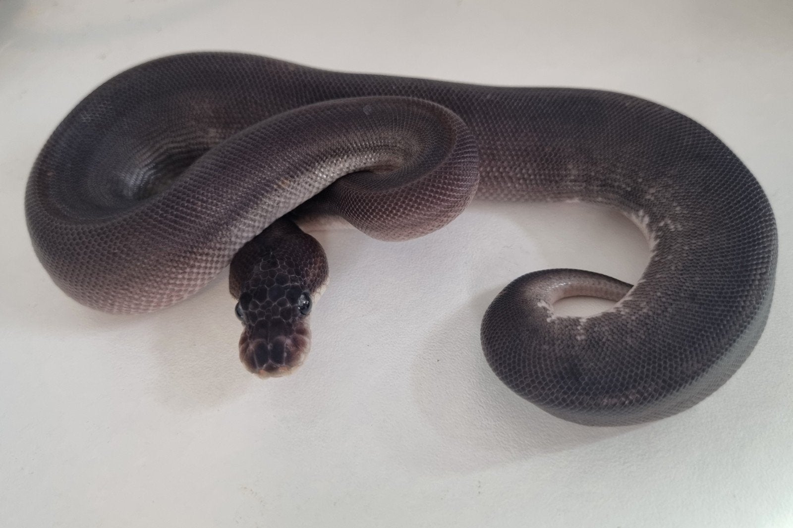 1.0 8 ball ( spotnose clown gravel ) koningspython Ball Python photo 2