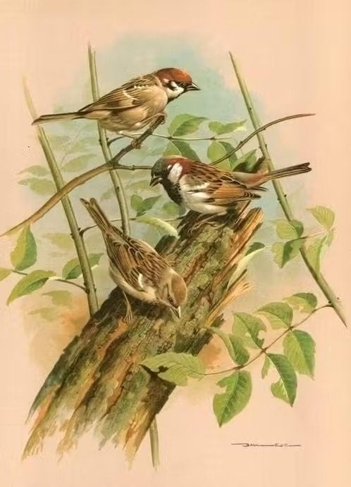 Huismussen Passer Domesticus op Boomstam door Basil Ede., Ophalen of Verzenden, Zo goed als nieuw