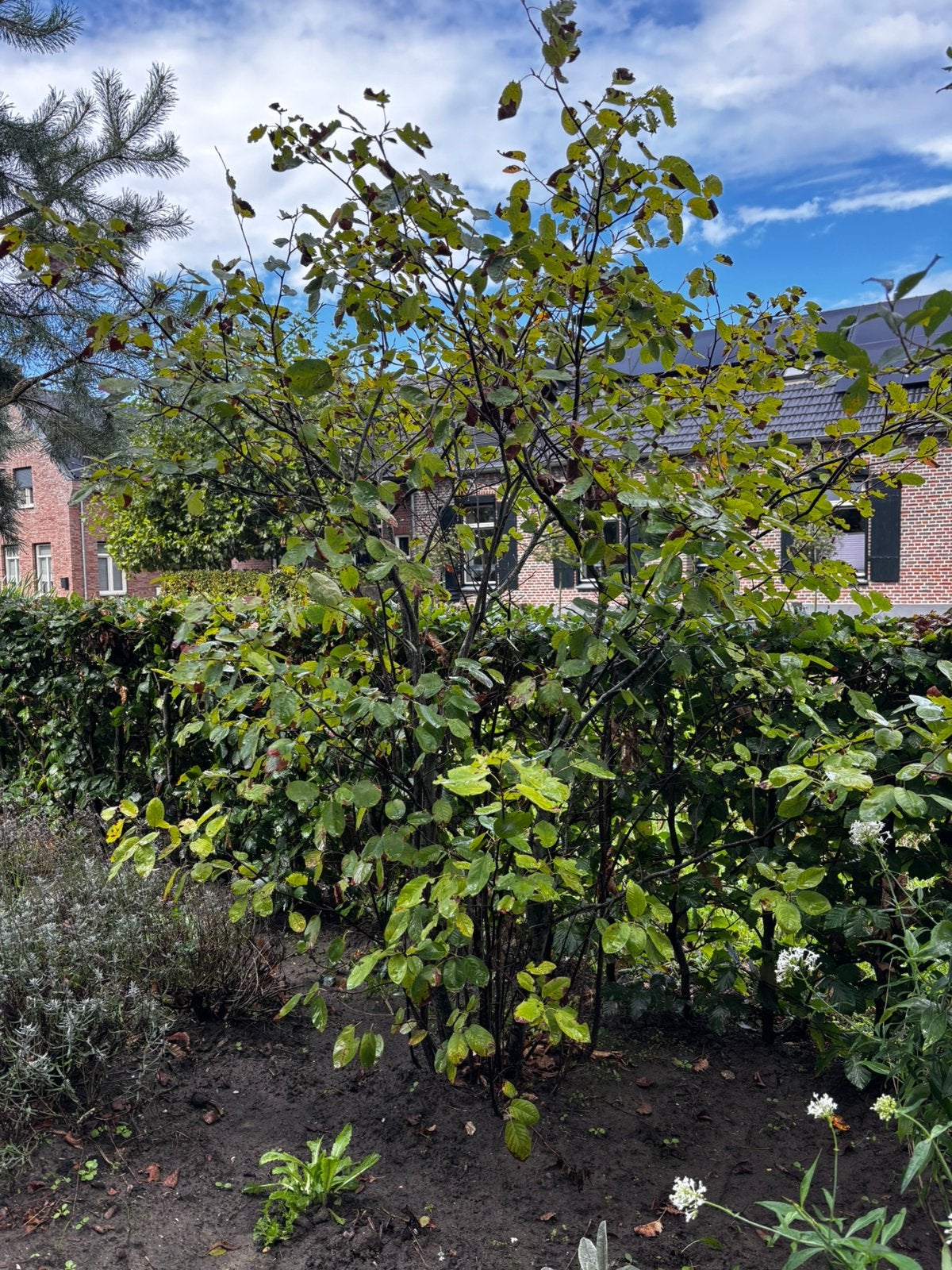 Meerstammige krentenboom (2x) Amelanchier lamarckii, Tuin en Terras, Ophalen, Bloeit niet, Halfschaduw, Overige soorten