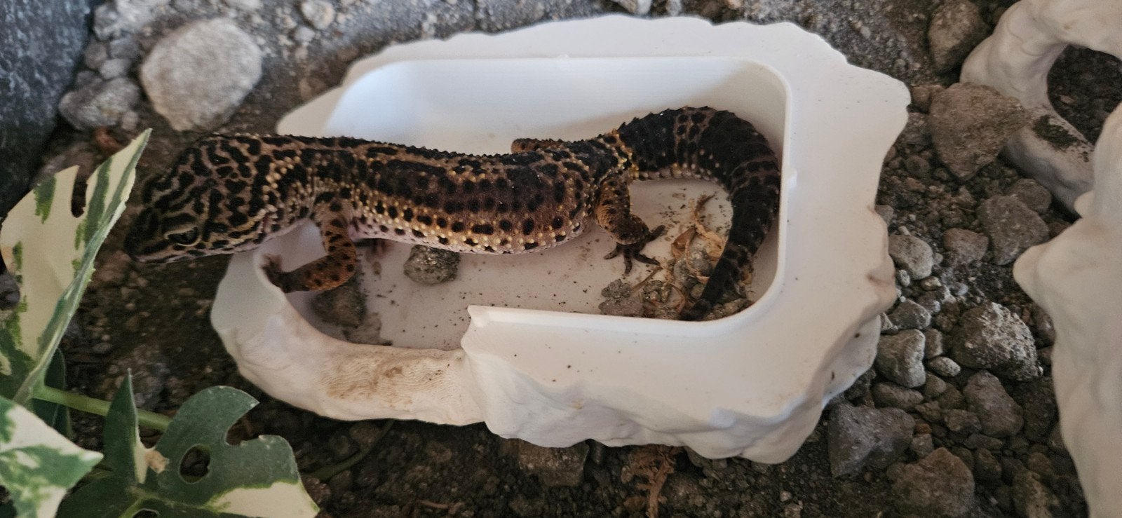luipaardgekko black night dames, Hagedis, Tam, 0 tot 2 jaar