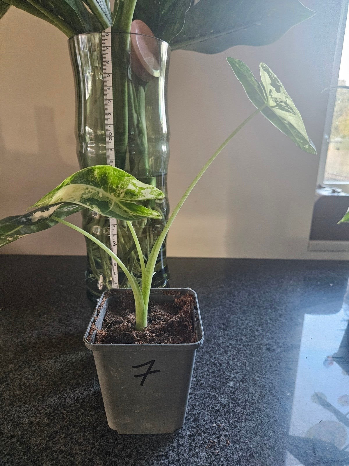 Alocasia Frydek Variegata, Ophalen of Verzenden, Overige soorten, Halfschaduw, Minder dan 100 cm
