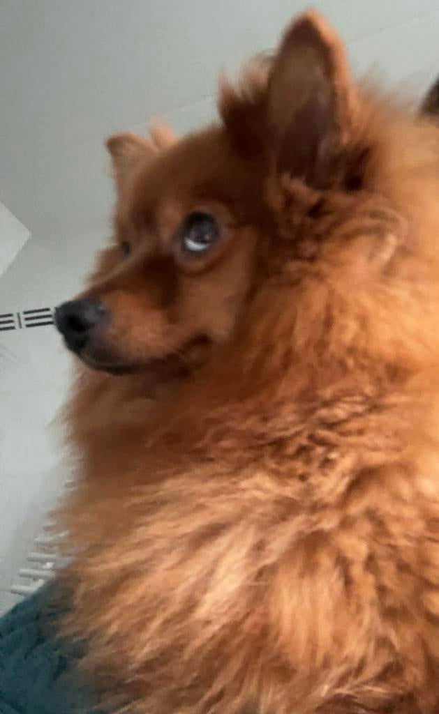 pomeriaan duitse spitz, België, Particulier, Keeshond, Rabiës (hondsdolheid)