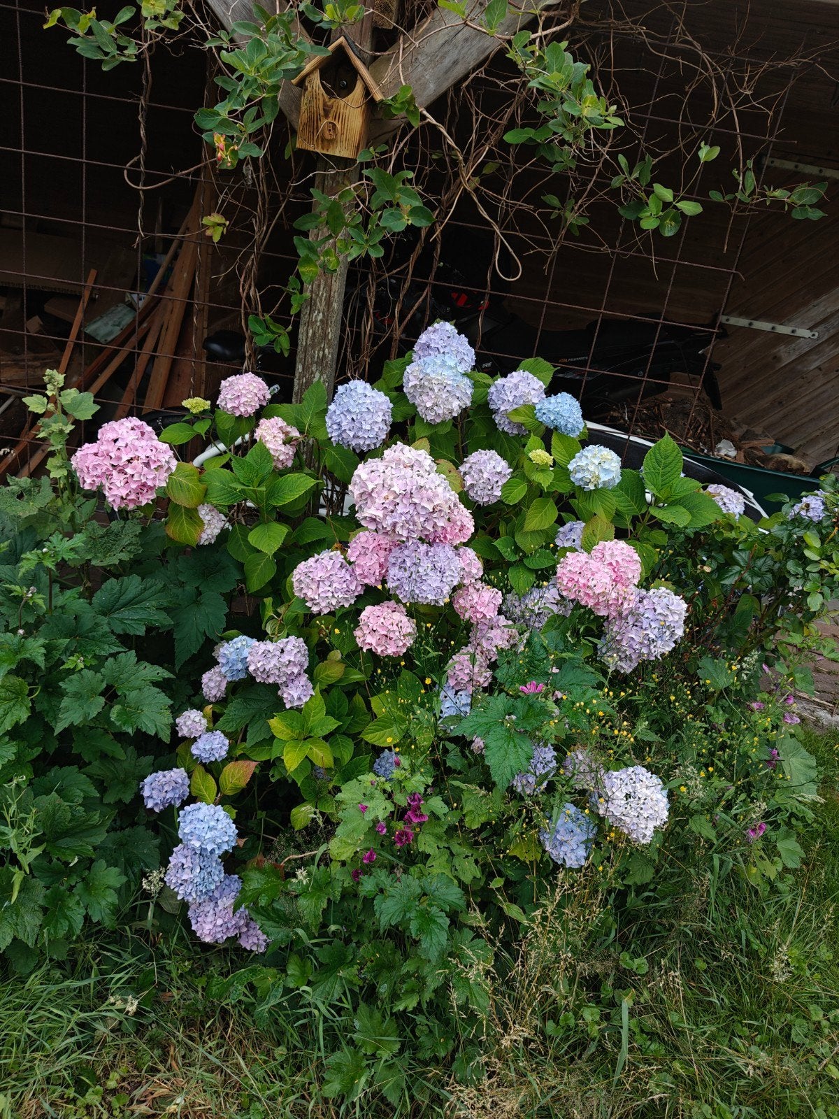Hortensia's: Twee prachtige planten (groot en klein), Vaste plant, Halfschaduw, Zomer, Ophalen