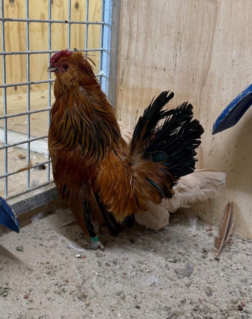 Watermaalse baardkriel, Dieren en Toebehoren, Mannelijk, Kip