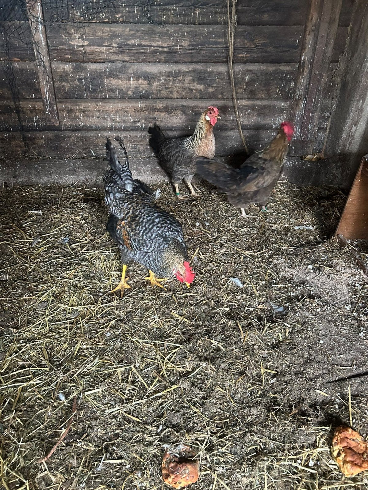 2 Leghorns + Haan Groot Ras