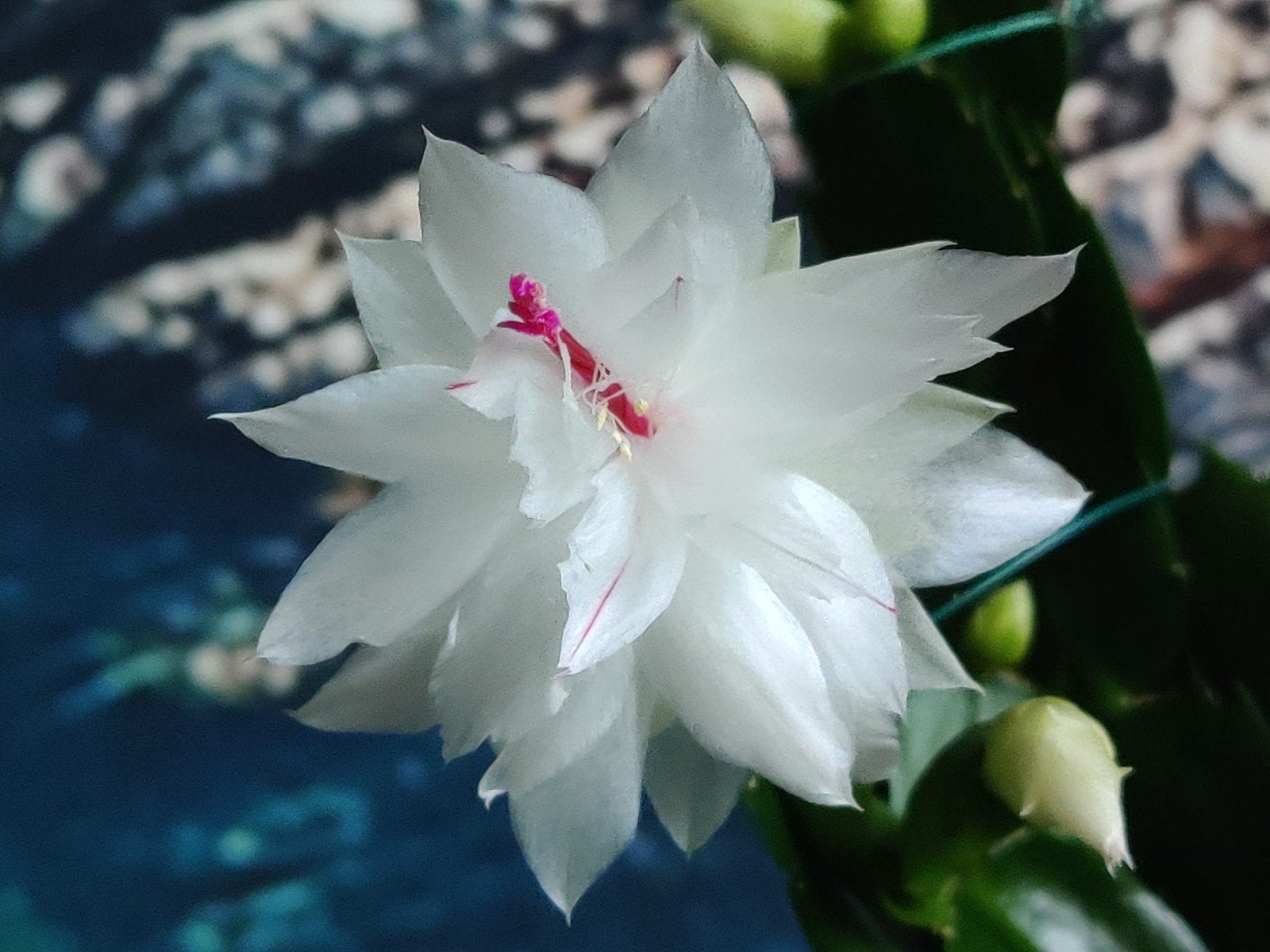 Schlumbergera 'Branca Dobrada' (double) stek ongeworteld, Verzenden, Halfschaduw, Minder dan 100 cm