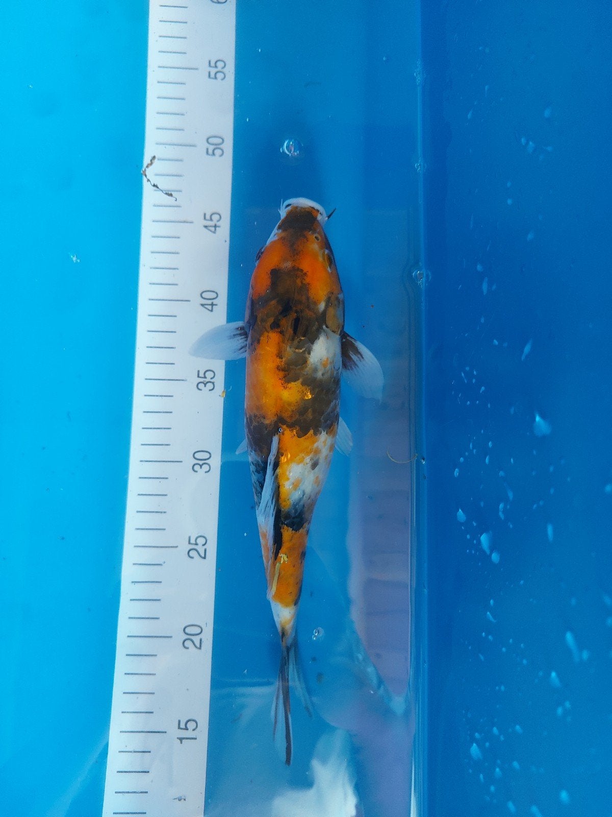 japanse koi showa van circa 30 cm, Dieren en Toebehoren, Vissen | Vijvervissen, Karper of Koi