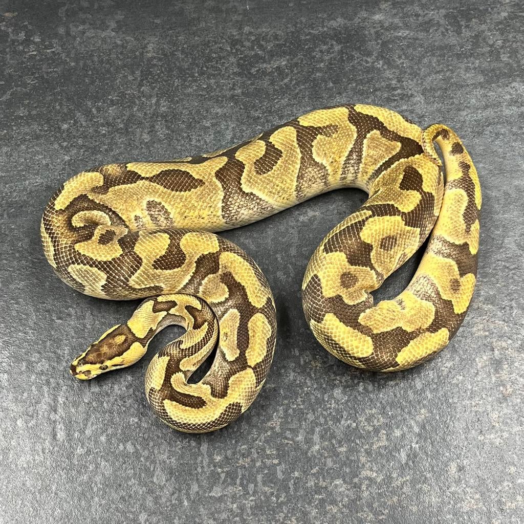 0.1 Enchi Fire YB 100% th Amur DG Clown, Ball Python, Slang, 0 tot 2 jaar