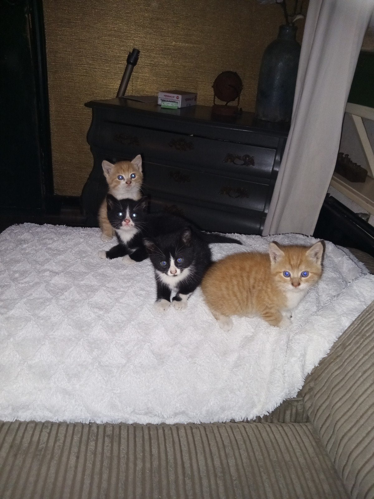 jonge kittens- friesland 2 zwarte 2 rode cyperse., Meerdere dieren, Met stamboom, 0 tot 2 jaar