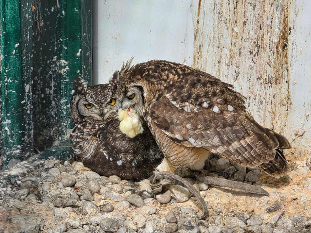 Kweekkoppel Afrikaanse oehoe's, Meerdere dieren