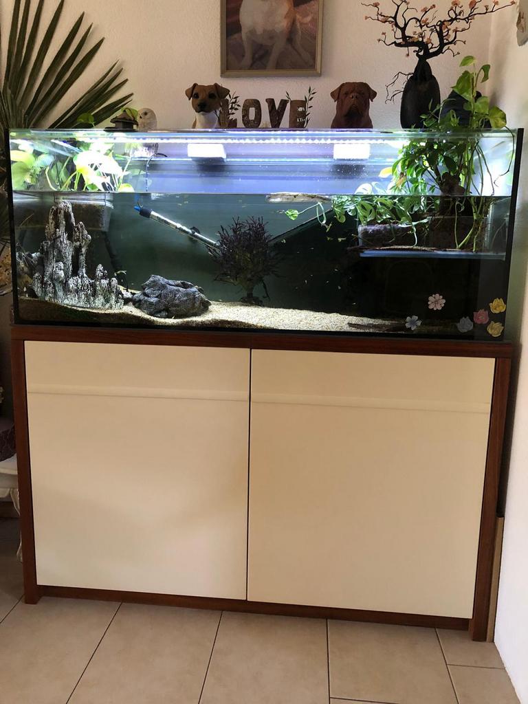 Aquarium met Muskusschildpad Sternotherus Odoratus, Ophalen, Inclusief vissen, Zo goed als nieuw, Gevuld zoetwateraquarium