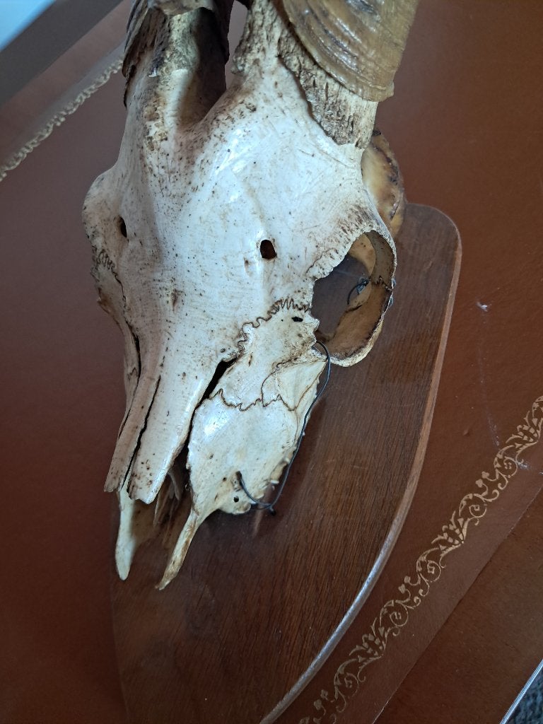 Steenbok opgezt / kop en hoorns, Ophalen, Zo goed als nieuw, Overige soorten, Gewei of Kop