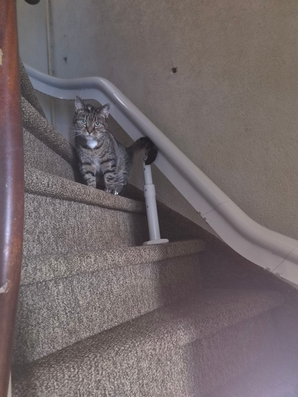 met spoed opzoek naar nieuw thuis, Meerdere dieren, Kortharig, 6 jaar of ouder