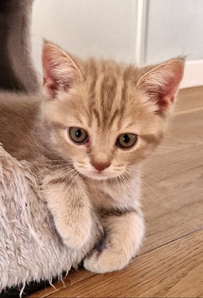 Blauwe Rus en Brits korthaar stevige kittens, Dieren en Toebehoren, Meerdere dieren, Ontwormd, 0 tot 2 jaar