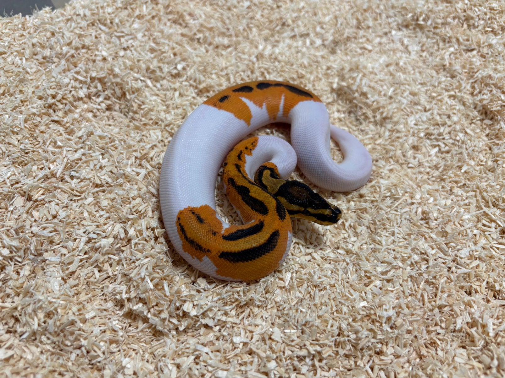 0.1 OD YB GeneX Pied ball python regius te koop, Dieren en Toebehoren, Slang, 0 tot 2 jaar