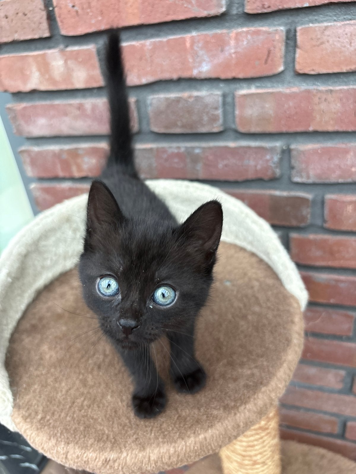 Lieve kittens van 7 weken oud – 2 zwart, 1 bruin/grijs, Dieren en Toebehoren