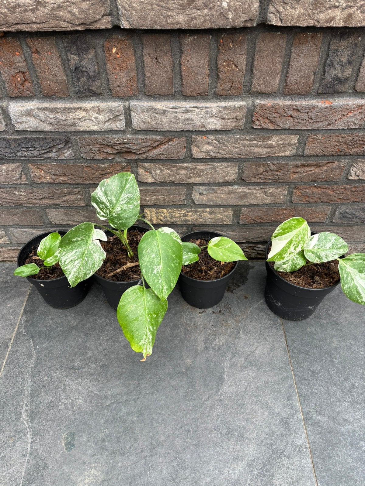 Monstera Variegata - per stuk // gatenplant, Overige soorten, Minder dan 100 cm, Groene kamerplant, Halfschaduw