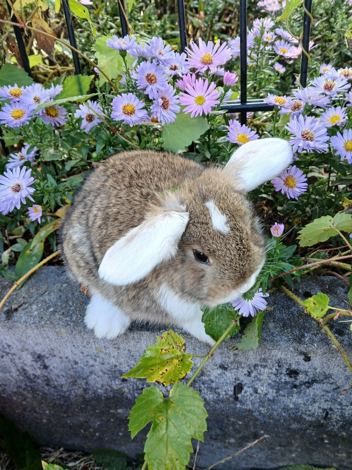 Lieve jonge hangoorkonijntjes, Dieren en Toebehoren, Meerdere dieren, Middelgroot, Hangoor, 0 tot 2 jaar