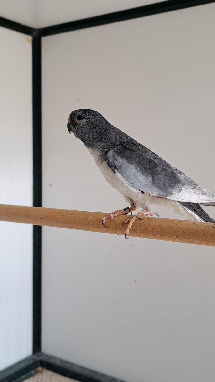 splendid, Dieren en Toebehoren, Vogels | Parkieten en Papegaaien, Vrouwelijk, Parkiet