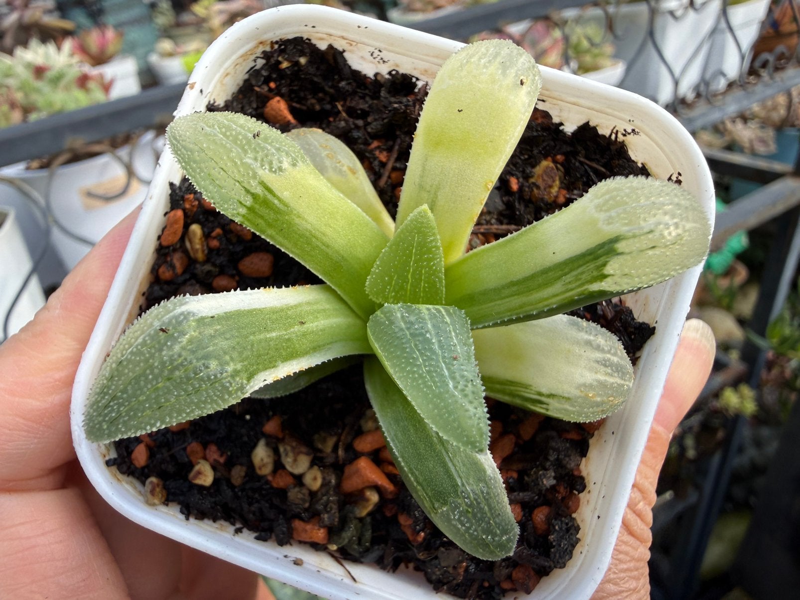 Haworthia variegata/pot 6.5cm/vetplant/succulent, Ophalen of Verzenden, Halfschaduw, Minder dan 100 cm