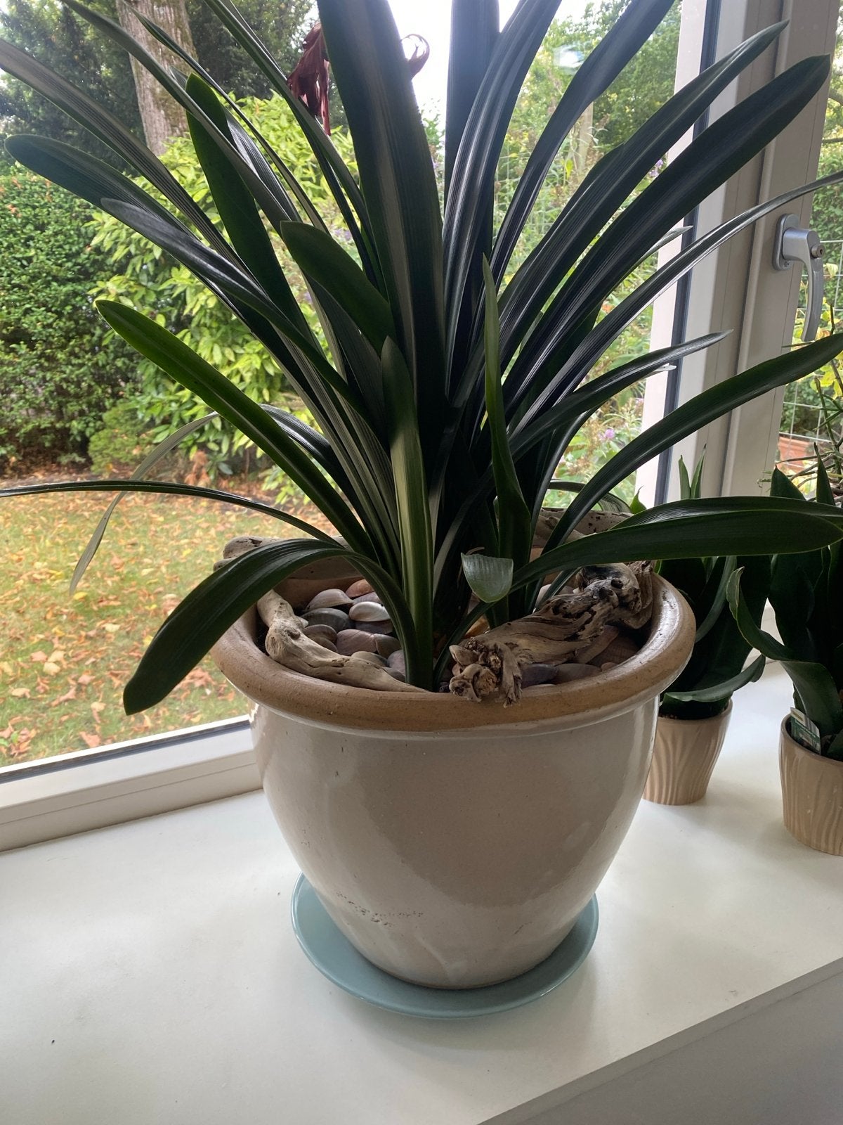 Grote crèmekleurige bloempot met plant, Ophalen, 40 cm of meer, Rond, Binnen