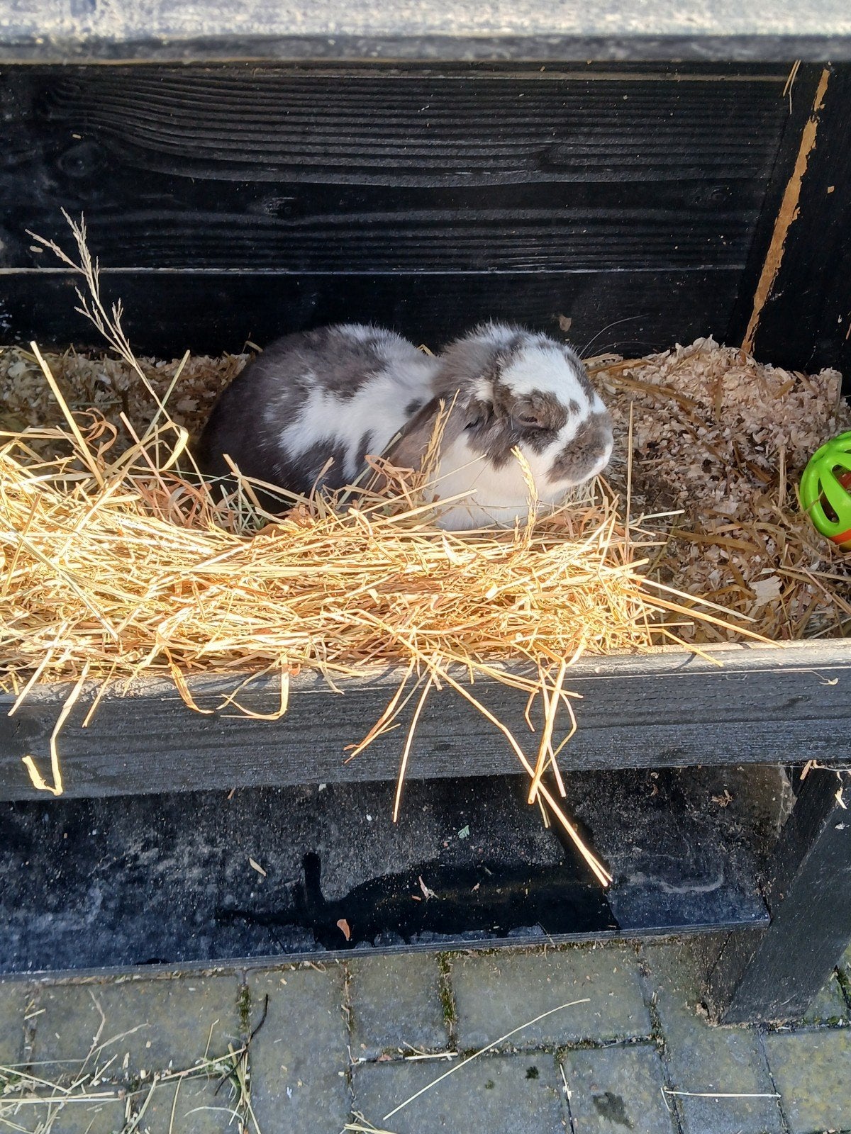 hangoor konijntjes met hok, Vrouwelijk, Klein, Hangoor, 0 tot 2 jaar