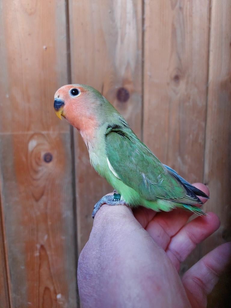 Te reserveren om tam te maken agapornis roseicollis, Mannelijk, Dwergpapegaai of Agapornis, Geringd