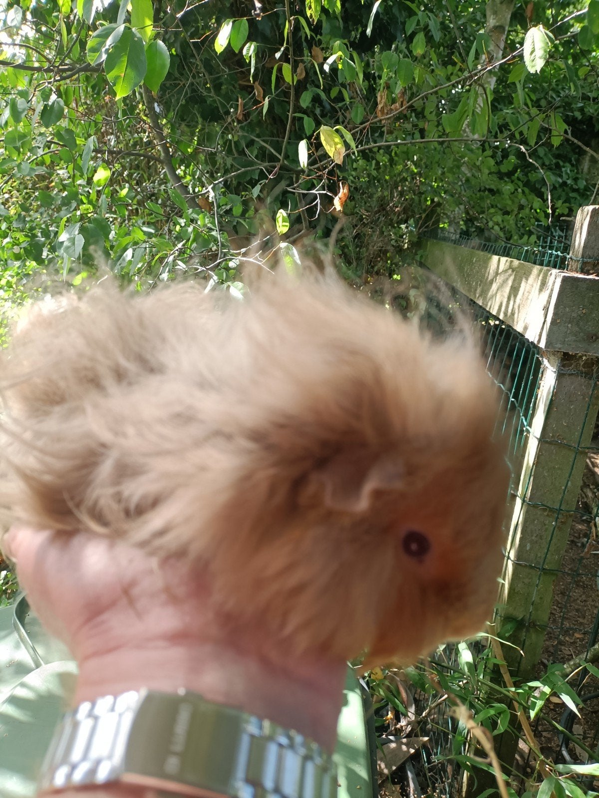 Jong cavia beertje, Juni, Mannelijk, Cavia