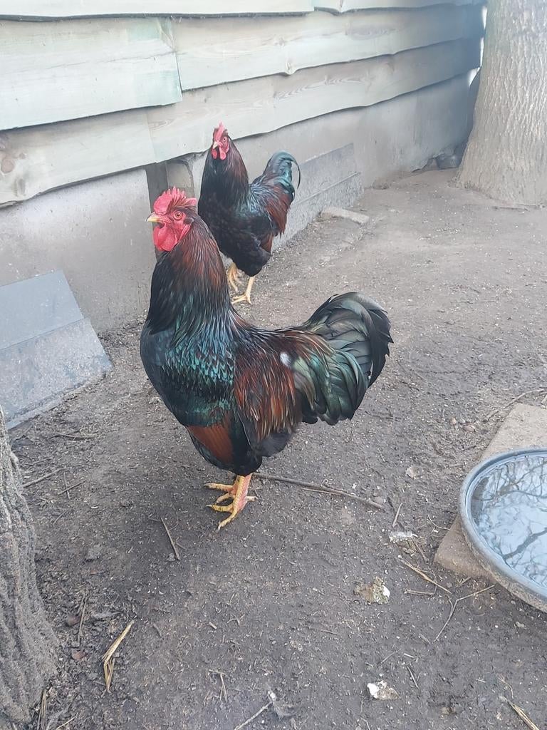 Hanen barnevelder, Dieren en Toebehoren, Mannelijk, Kip