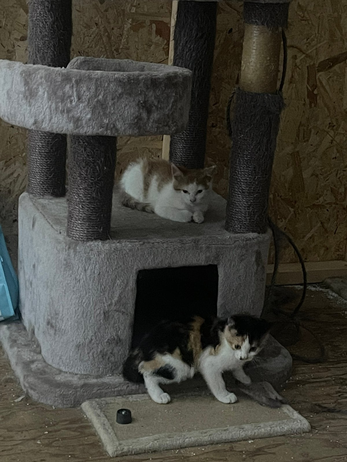Kitten tekoop 9 weken, Poes, Ontwormd