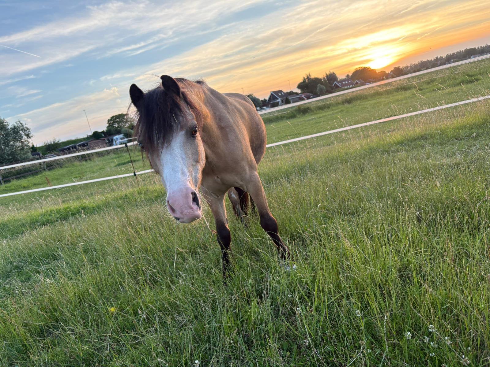 Verzorgster gezocht voor TOP pony, Verzorging of Verzorgpony's