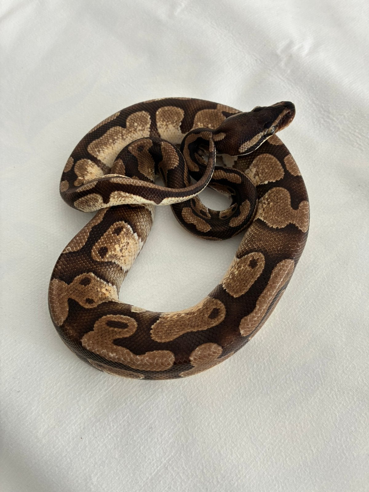 Koningspython 1.0 enchi Ball Python - male for sale from Jordy