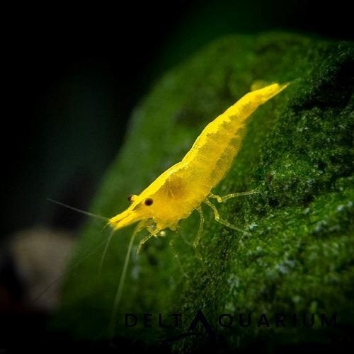 Neocardina blue dream/yellow stripe, Kreeft, Krab of Garnaal
