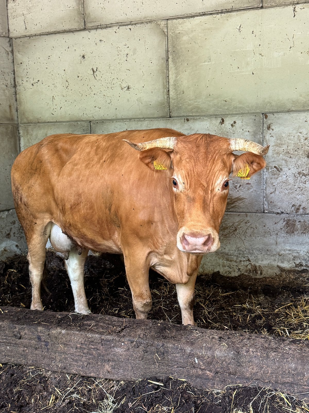 Limousin rund / koe, Dieren en Toebehoren, Runderen, Vrouwelijk