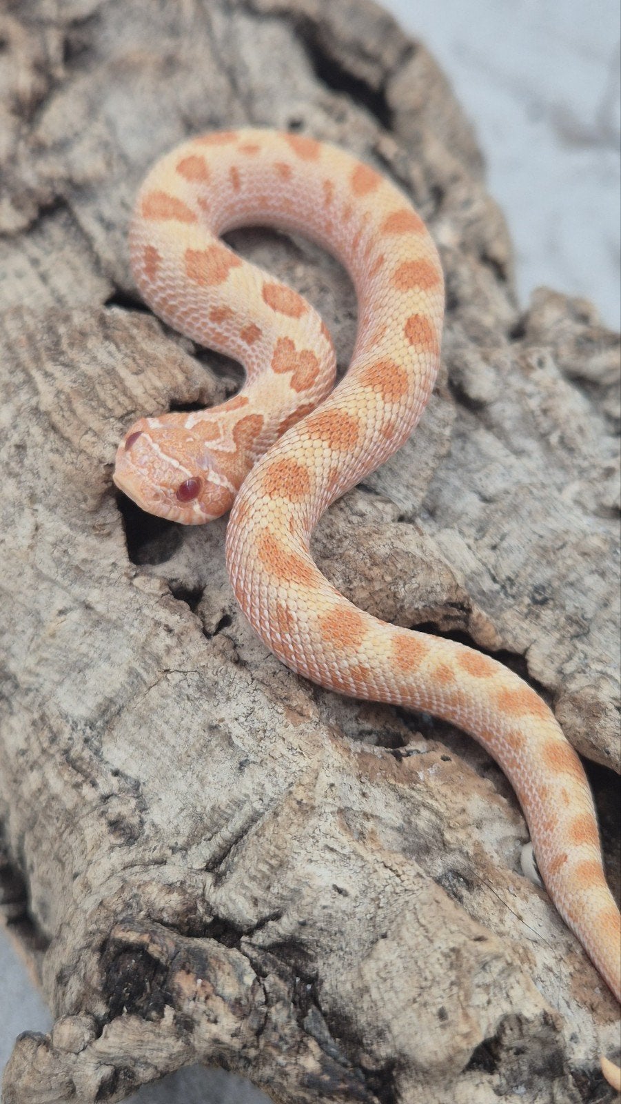 haakneusslang het snow Hognose Snake photo 3