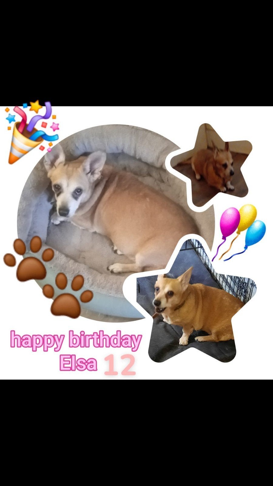 Een goed gezellig huisje gezocht hondje, Dieren en Toebehoren, 6 jaar of ouder, Overige rassen, CDV (hondenziekte), Teef