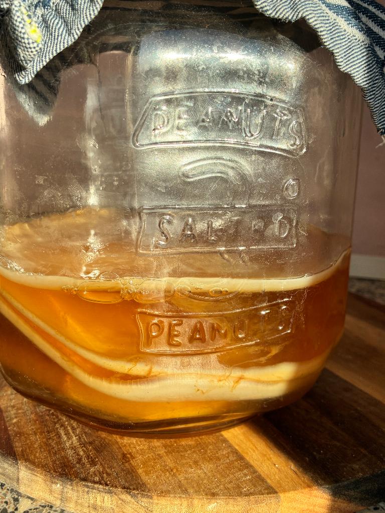 Kombucha scoby, Ophalen