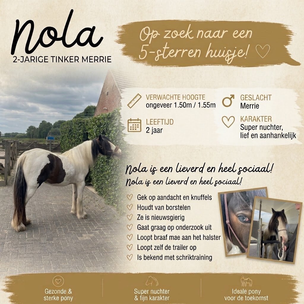 Superknappe 2-jarige Tinker merrie, Merrie, Met stamboom, 0 tot 2 jaar