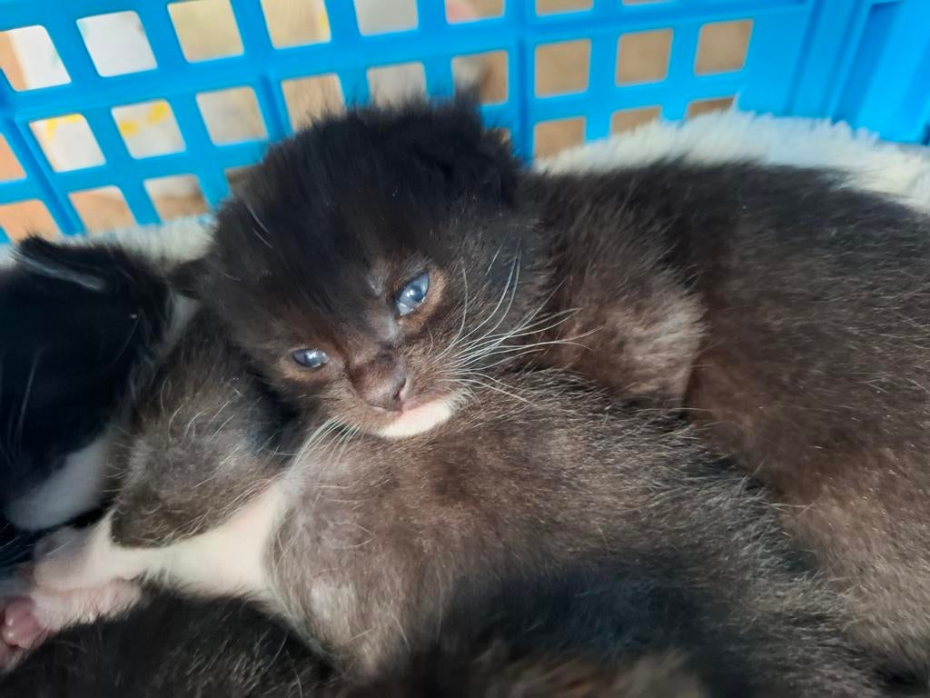 Super mooie kittens, Dieren en Toebehoren