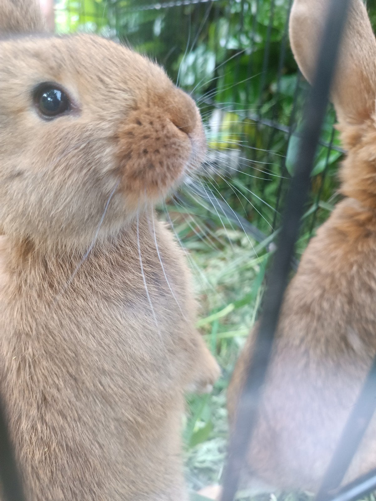 Jonge Vlaamse Reus konijnen wildkleur, Dieren en Toebehoren, Mannelijk, Groot, 0 tot 2 jaar