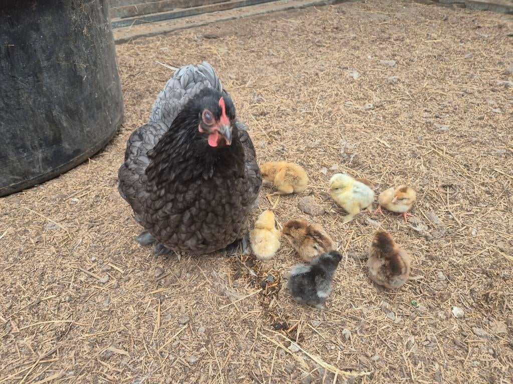 Kip met 8 kuikentjes, Dieren en Toebehoren, Pluimvee, Meerdere dieren, Kip