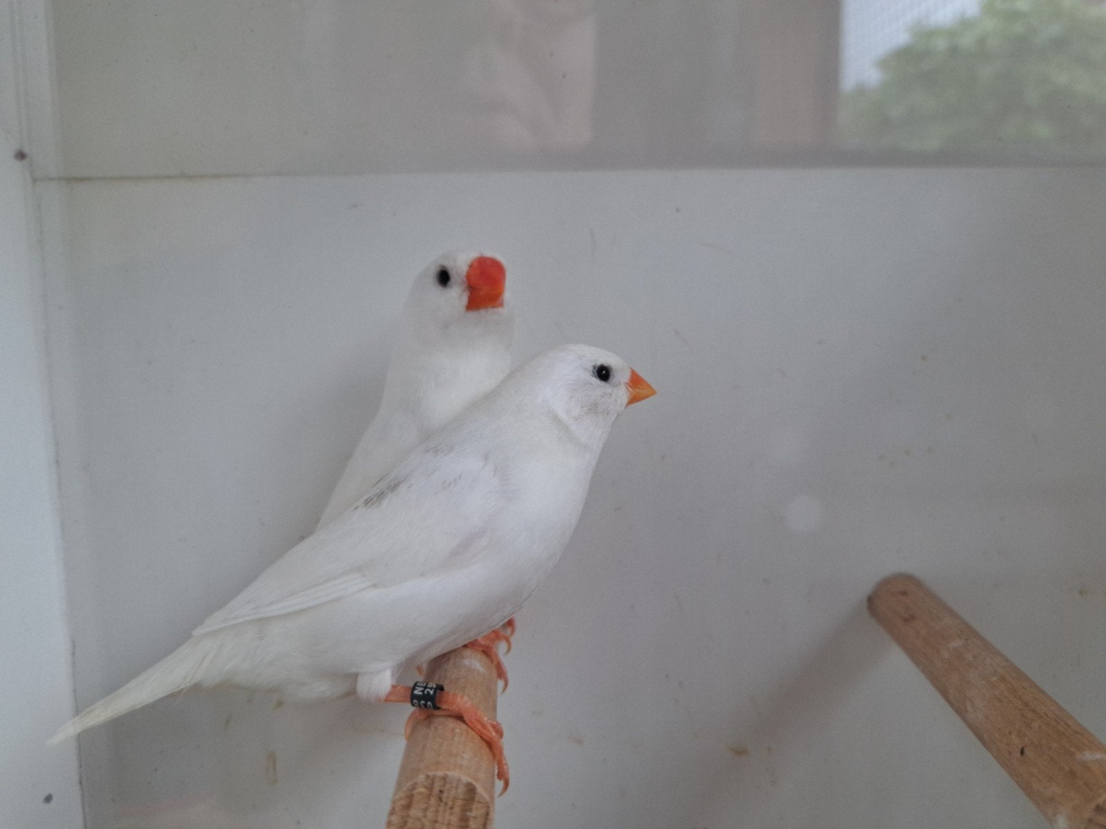 Te koop witte zebravinken, Meerdere dieren
