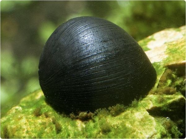 Neritina natalensis spec. - Black Helmet slak - Koidreams, Slak of Weekdier