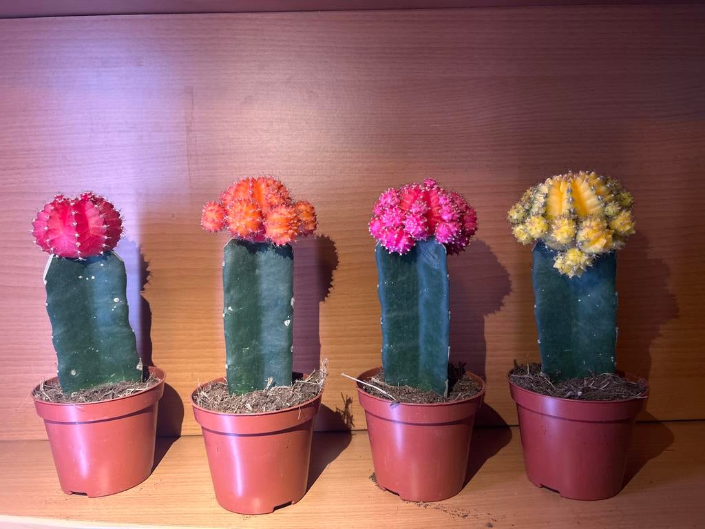 Grafting Cactus - Gymnocalycium op Hylocereus 20 cm hoog, Ophalen of Verzenden
