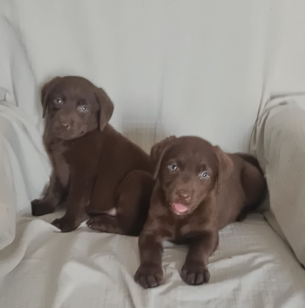Mooie labrador pups, Dieren en Toebehoren, Honden | Retrievers, Spaniëls en Waterhonden, Parvo, 8 tot 15 weken, Labrador retriever