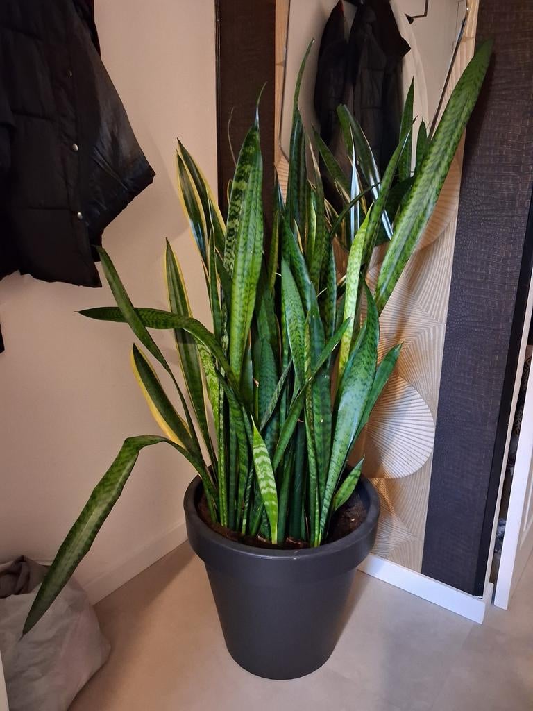 Mooie  kamer plant, Huis en Inrichting, Kamerplanten, Ophalen, Halfschaduw, 100 tot 150 cm